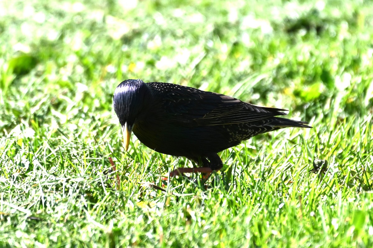 European Starling - Gil Aburto-Avila