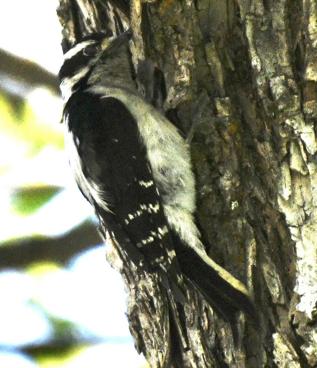 Downy Woodpecker - John/Linda Mendoza