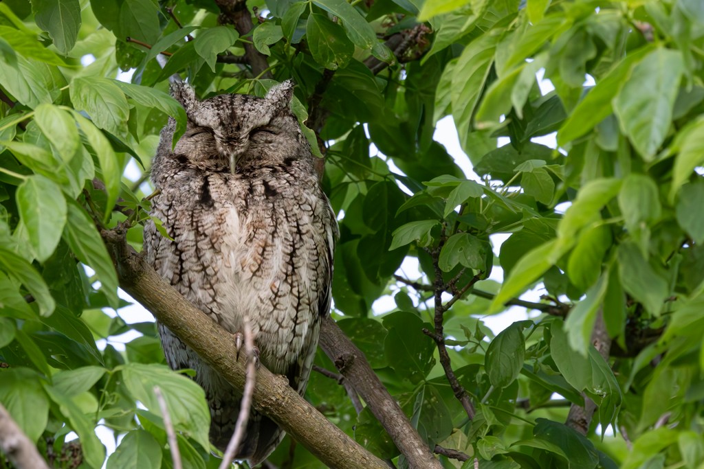 Eastern Screech-Owl - Sherman Garnett