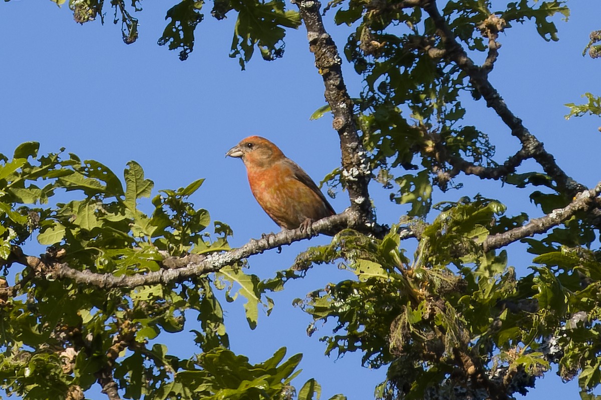 Red Crossbill - Les Peterson
