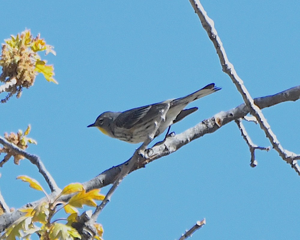 Grace's Warbler - ML618787701