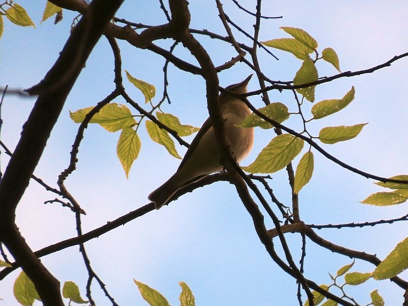 Red-eyed Vireo - Tracy The Birder