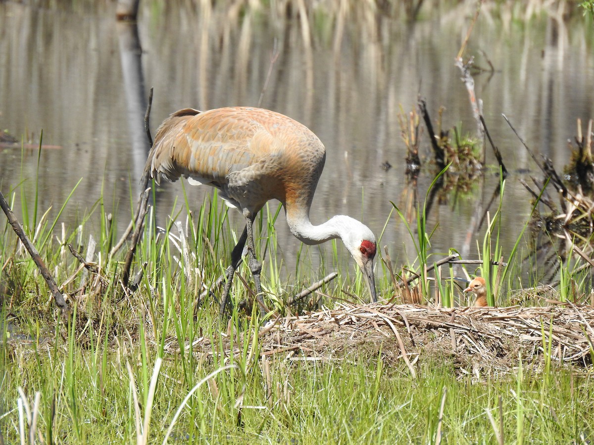 Sandhill Crane - ML618787727