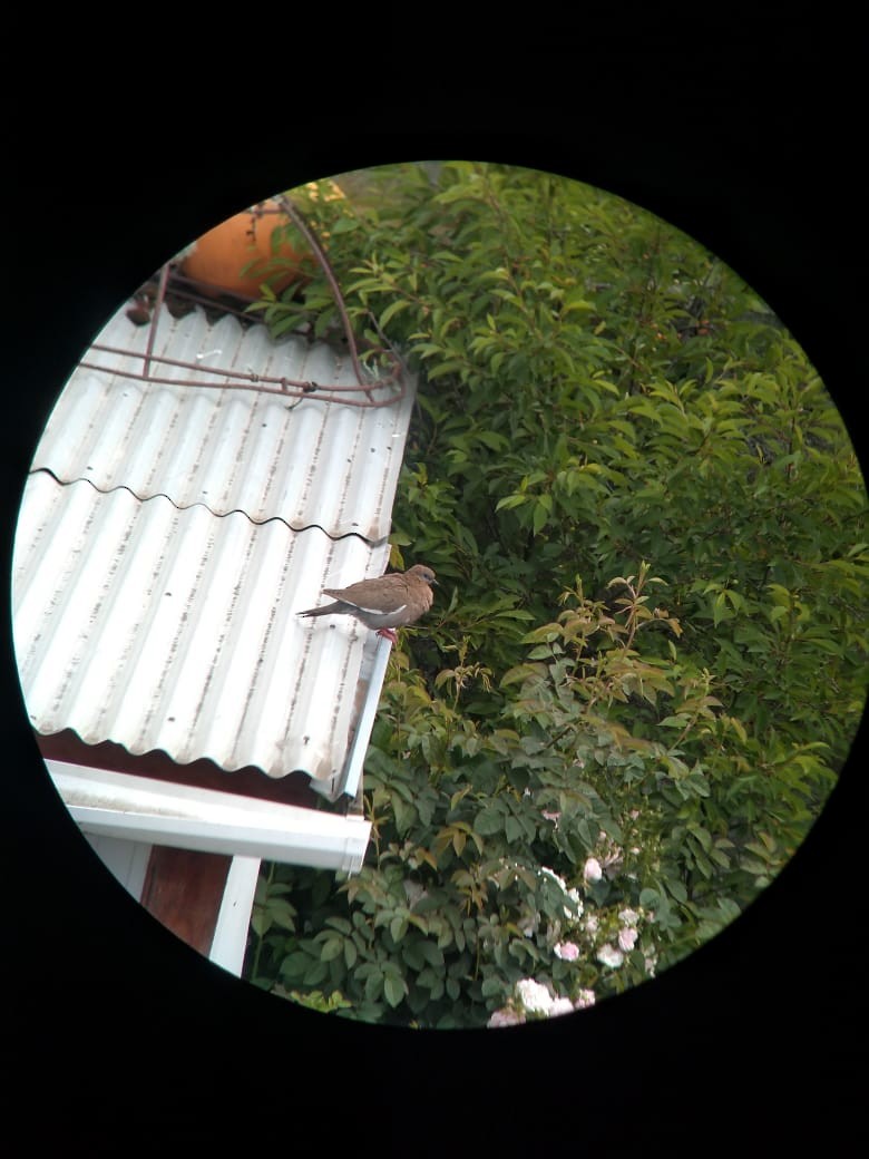 West Peruvian Dove - ML618787732