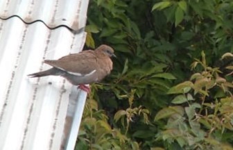 West Peruvian Dove - La Chiricoca