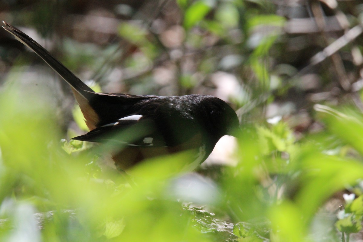 Eastern Towhee - Jocelyn Pyne