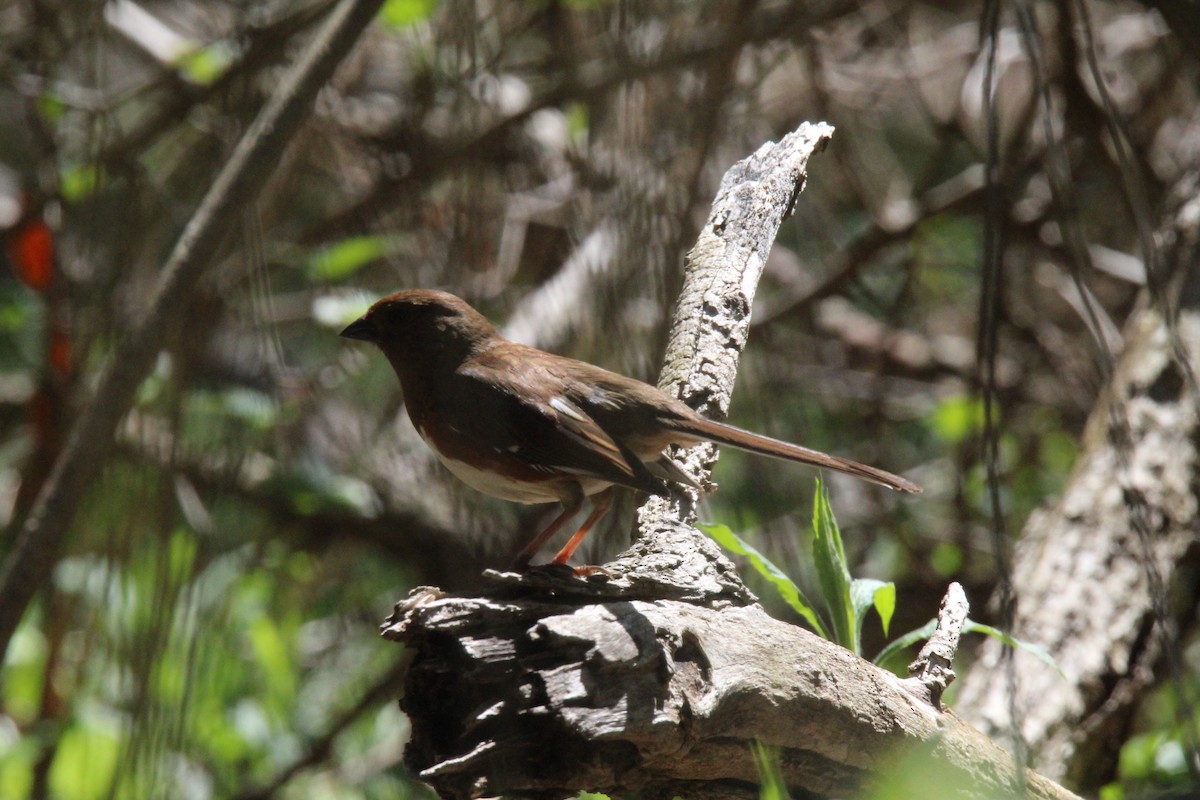 Eastern Towhee - Jocelyn Pyne