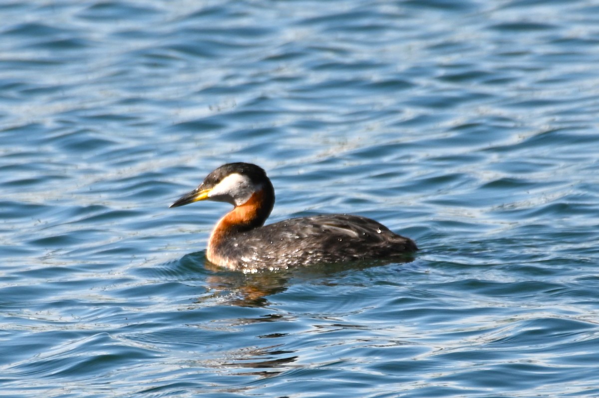 Red-necked Grebe - Gil Aburto-Avila