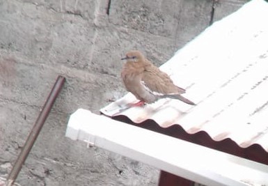 West Peruvian Dove - La Chiricoca