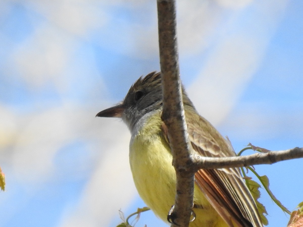 Great Crested Flycatcher - ML618787760