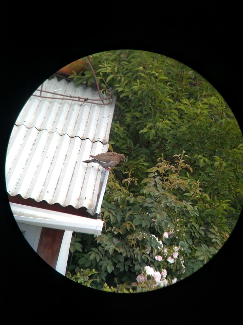 West Peruvian Dove - ML618787762