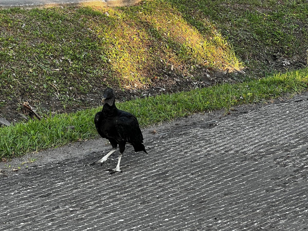 Black Vulture - ML618787777