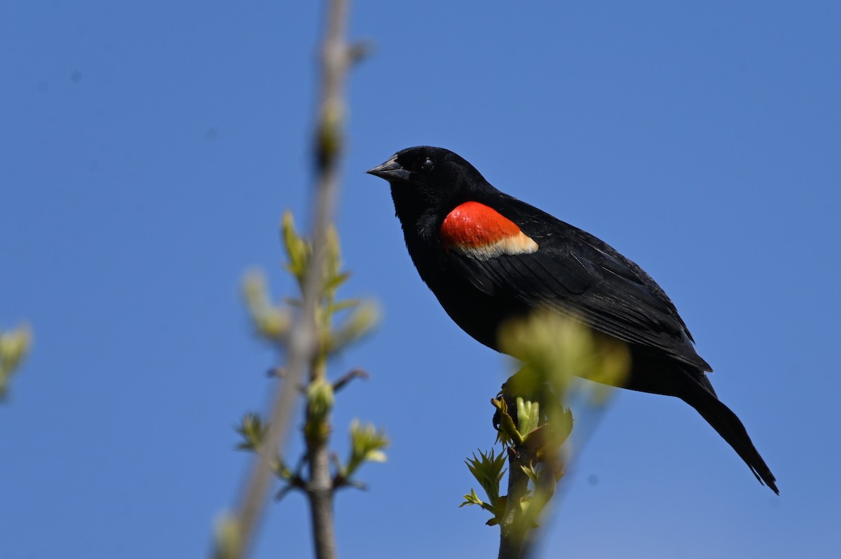 Red-winged Blackbird - Gil Aburto-Avila