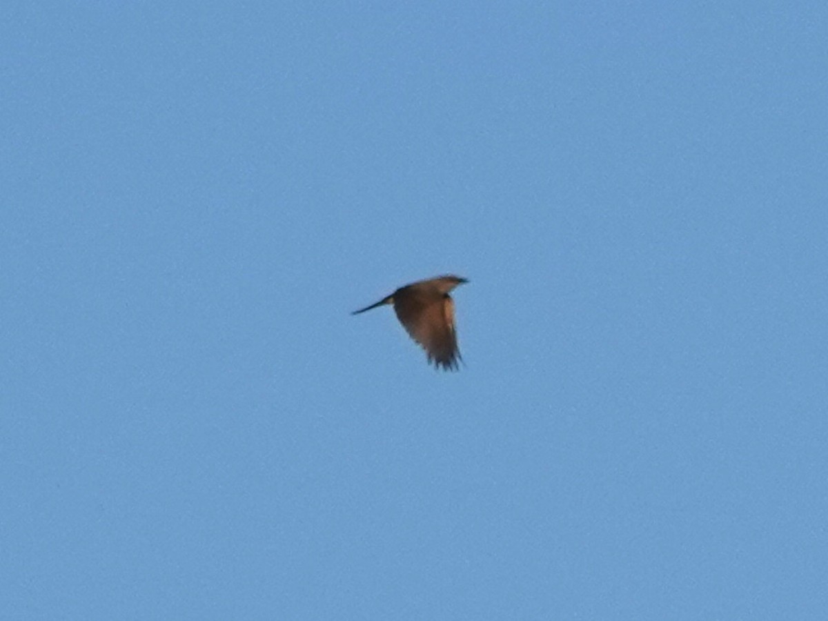 Western Kingbird - Norman Uyeda