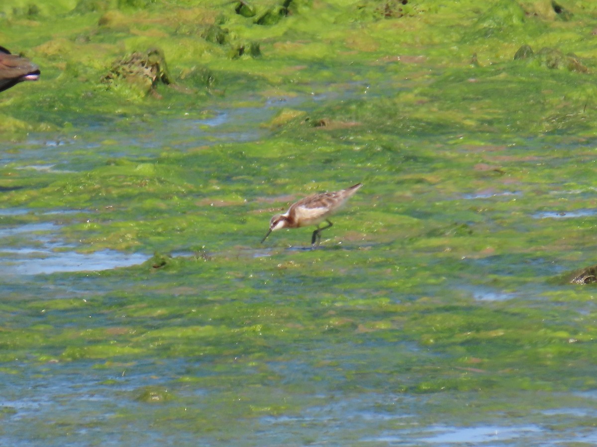 Falaropo Tricolor - ML618787810