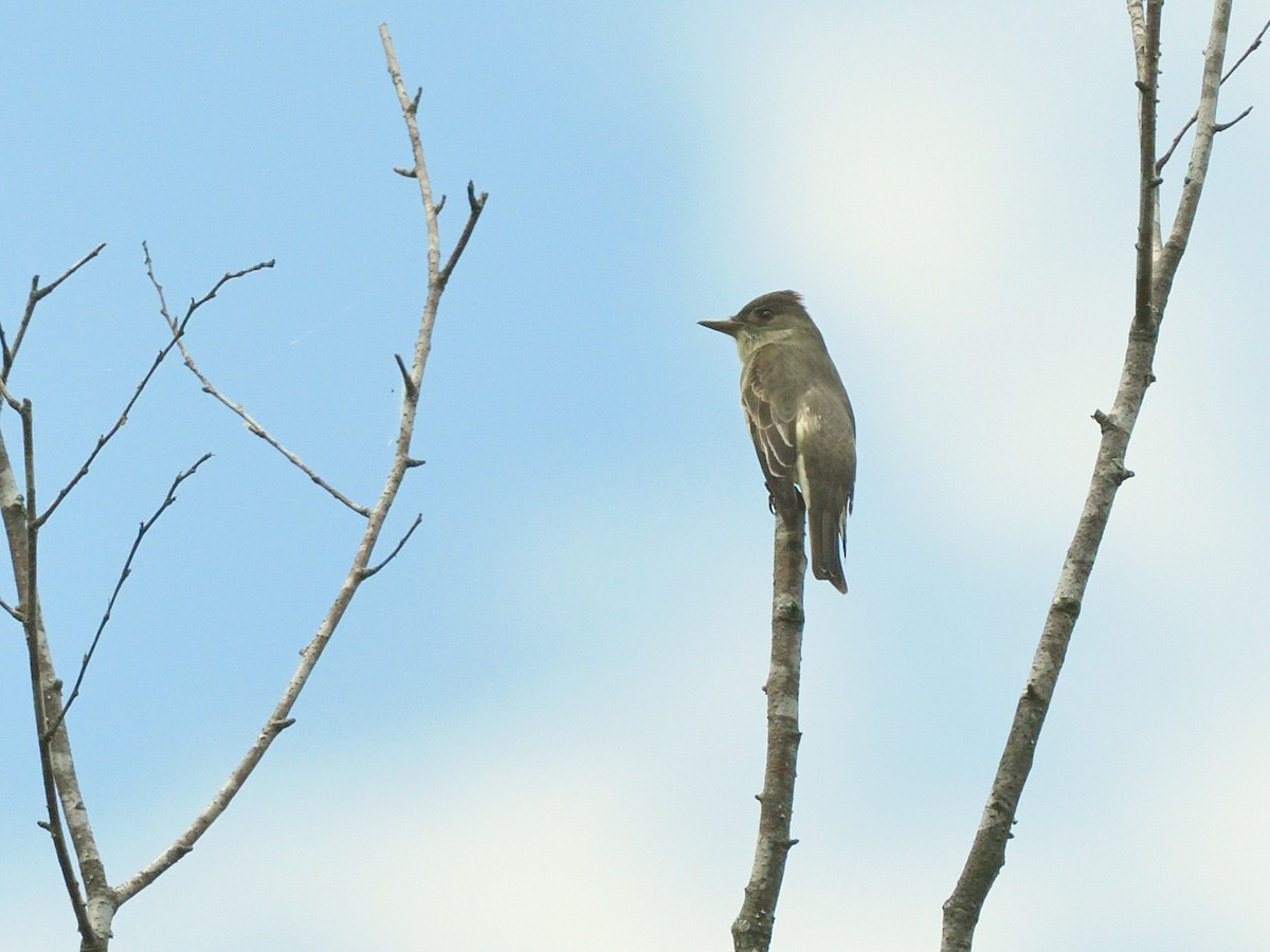 Olive-sided Flycatcher - Bob Epperson