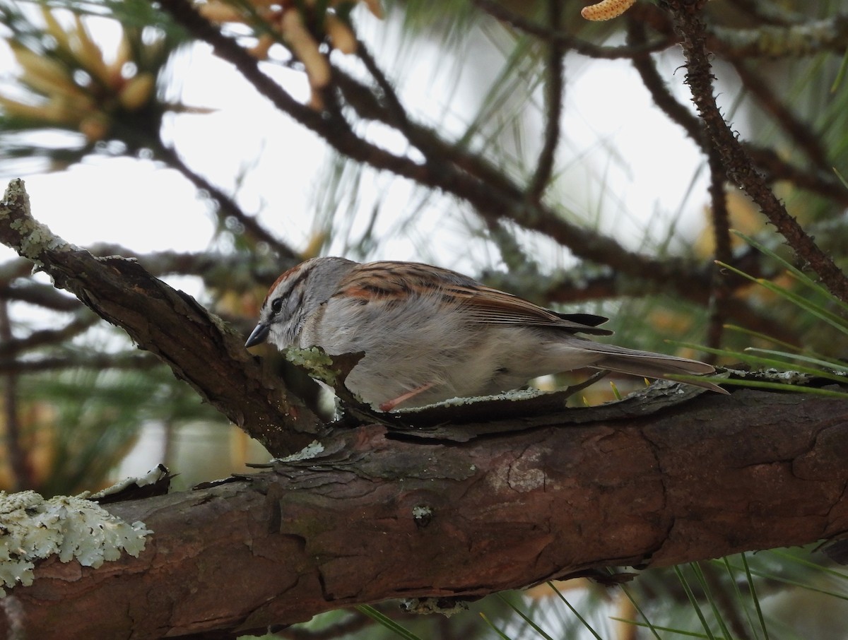 Chipping Sparrow - ML618787837