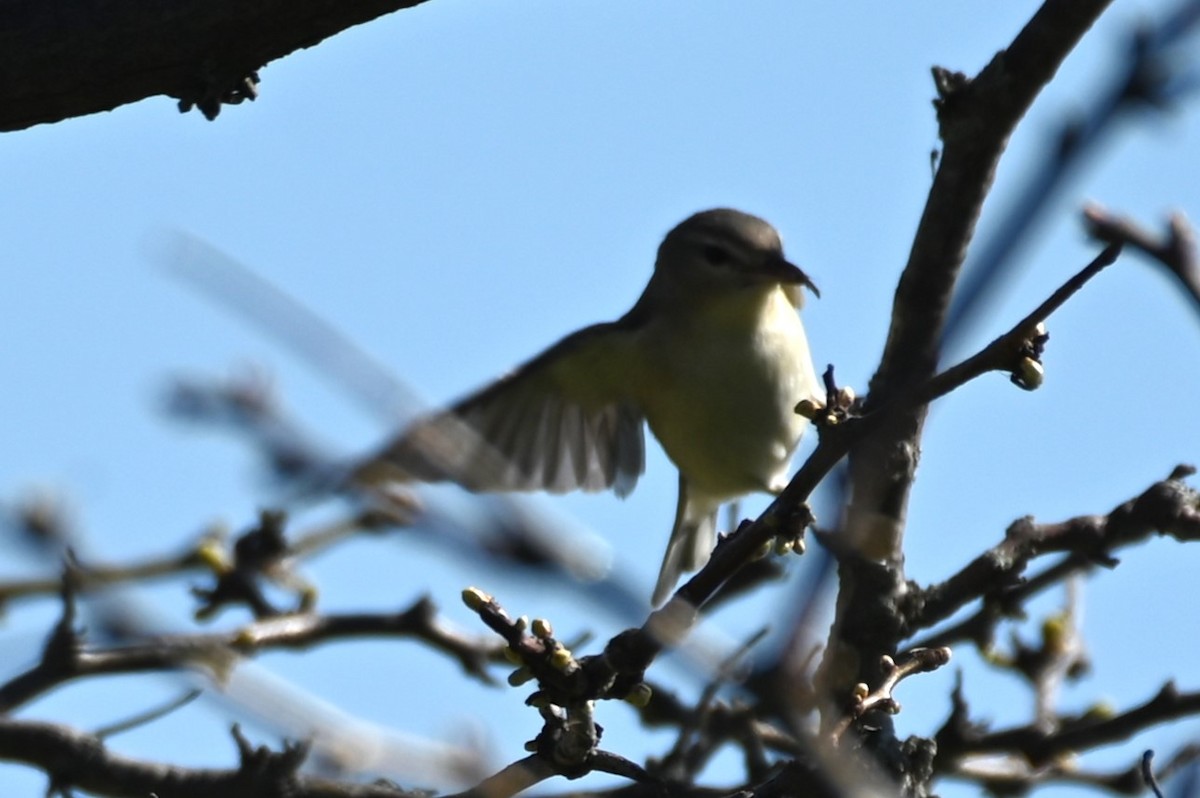 Warbling Vireo - Gil Aburto-Avila