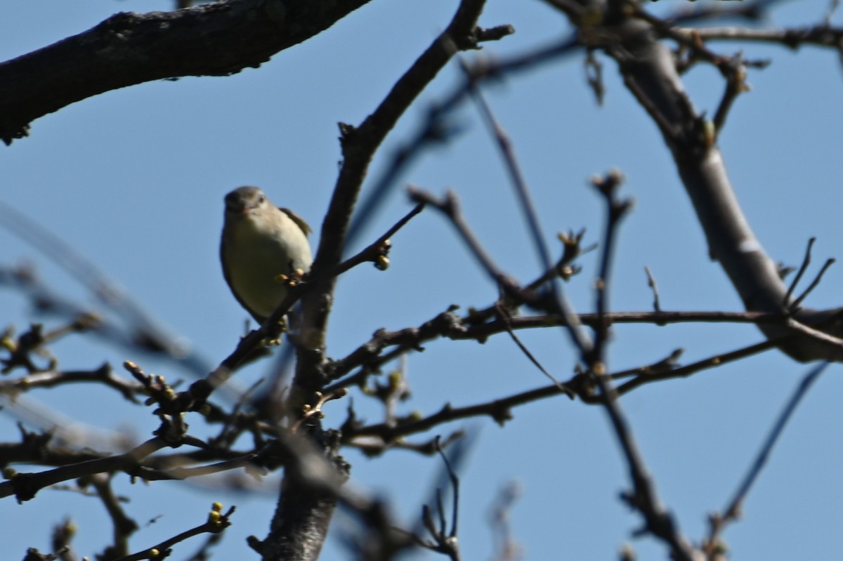 Warbling Vireo - Gil Aburto-Avila