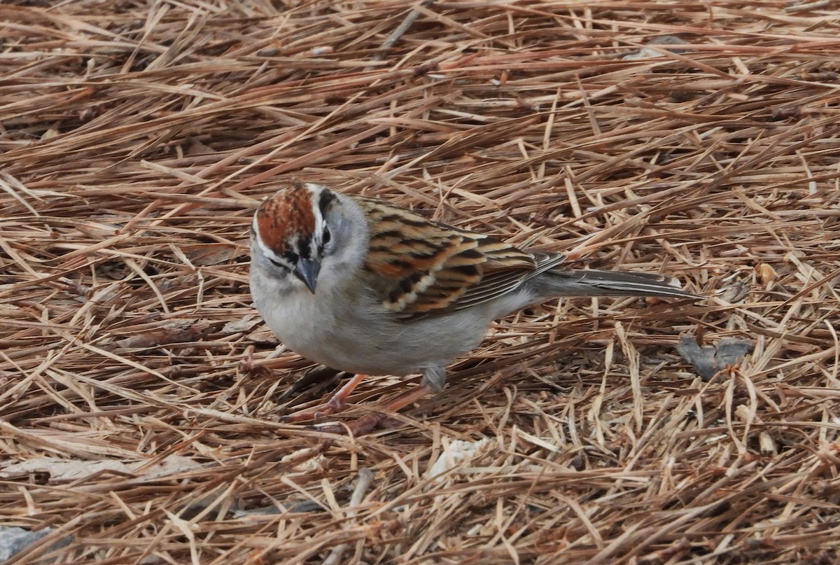 Chipping Sparrow - ML618787845