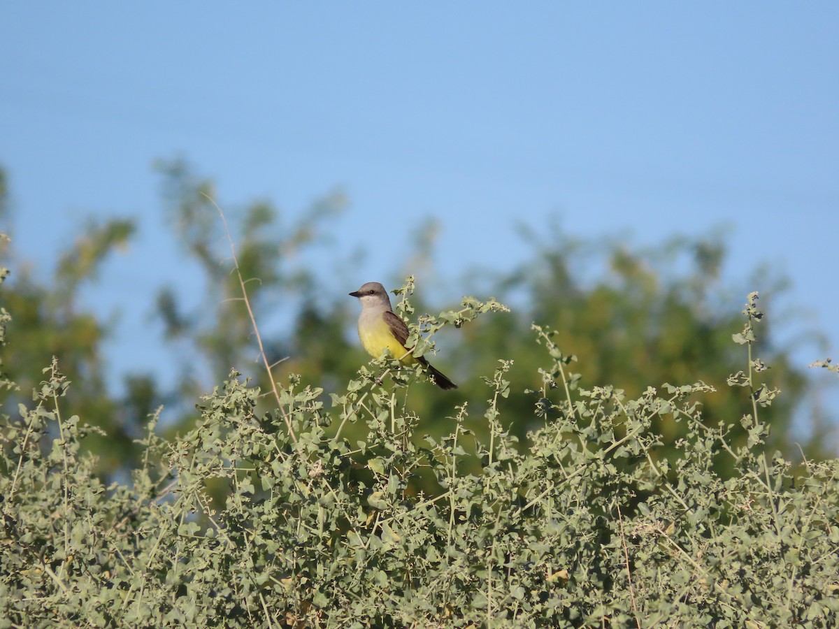 Western Kingbird - Jerry Smit