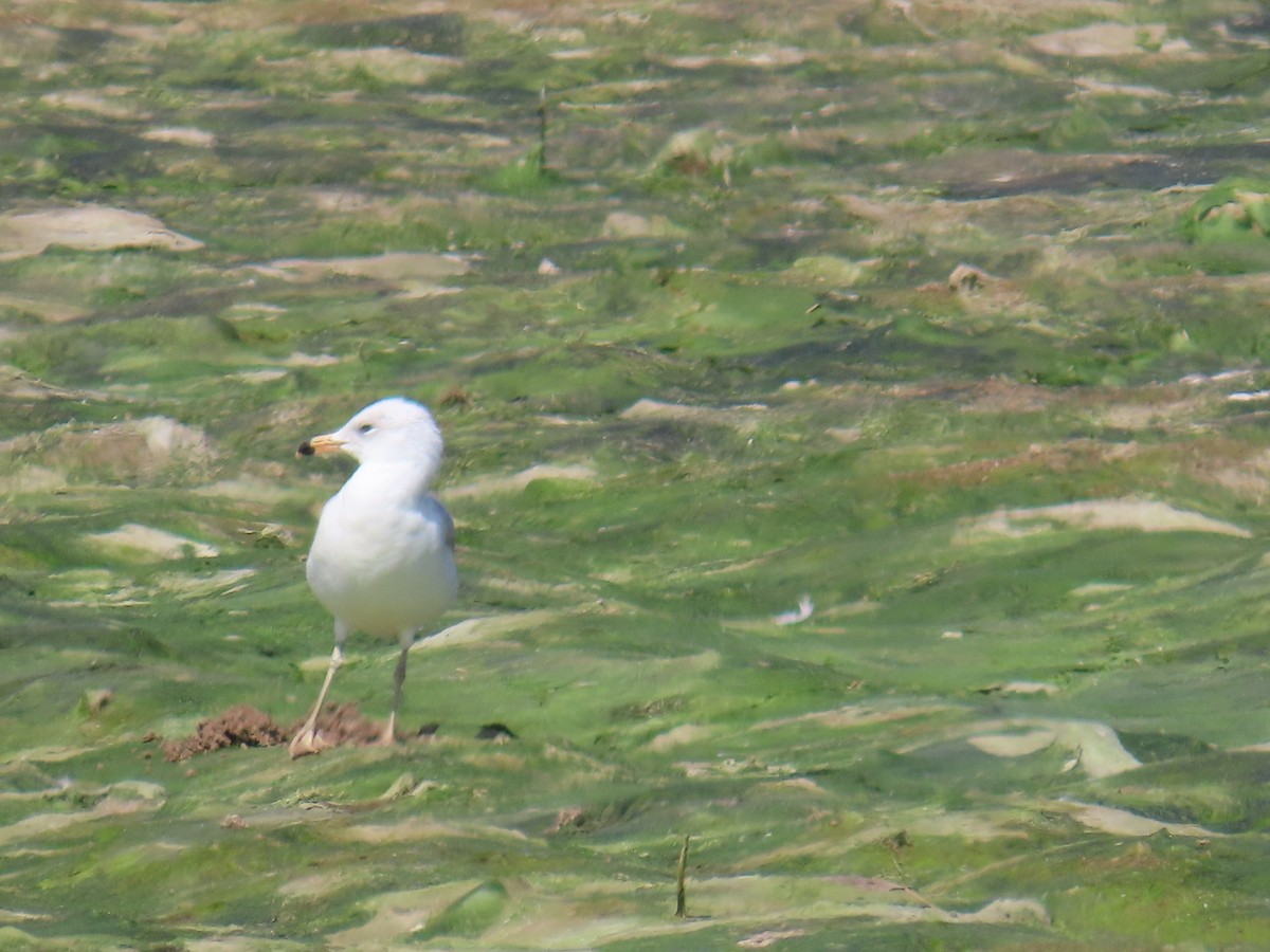 Ring-billed Gull - ML618787877