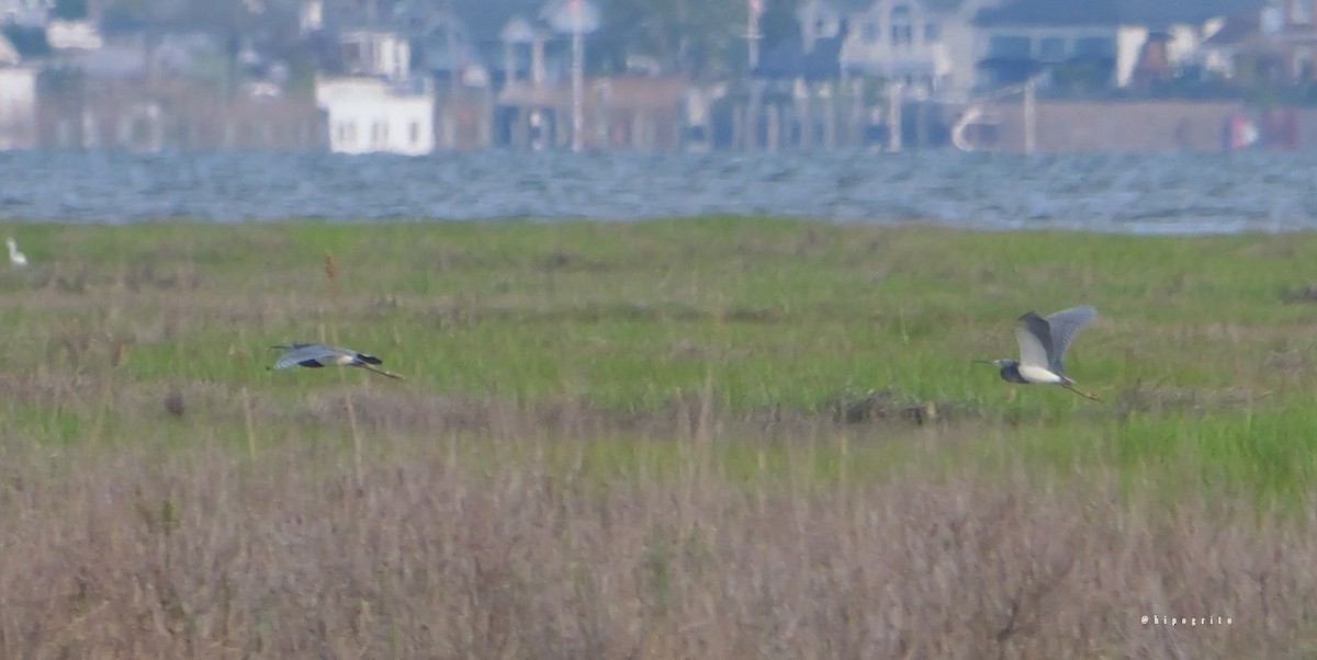 Tricolored Heron - ML618787882