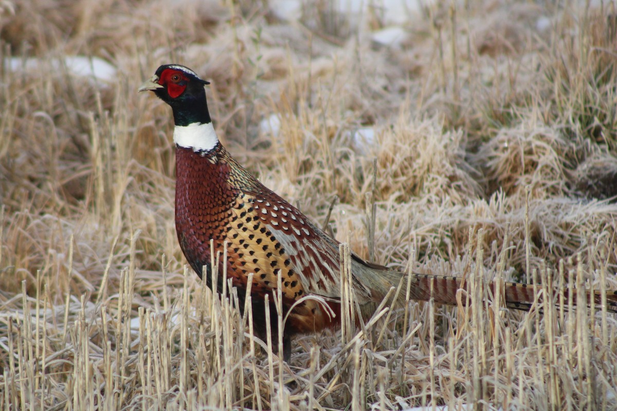 Ring-necked Pheasant - Sean Cozart