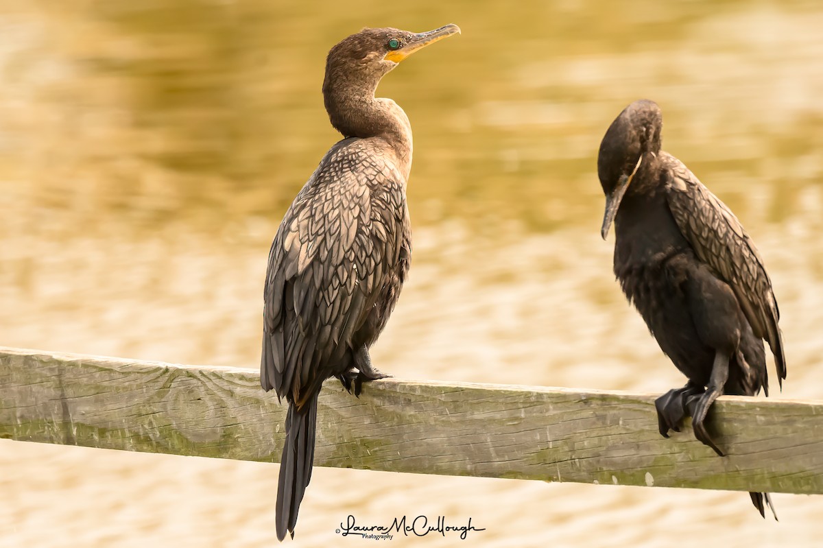 Neotropic Cormorant - Laura McCullough