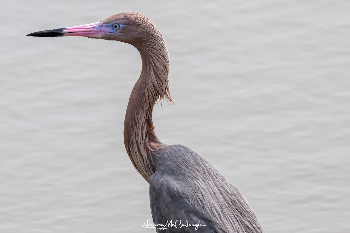 Reddish Egret - Laura McCullough