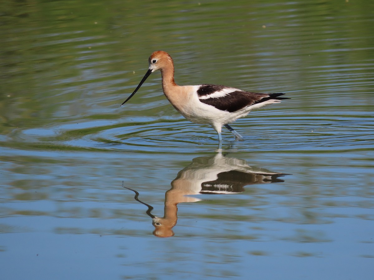 American Avocet - ML618787934