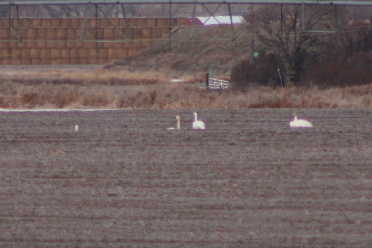 Trumpeter Swan - ML618787936