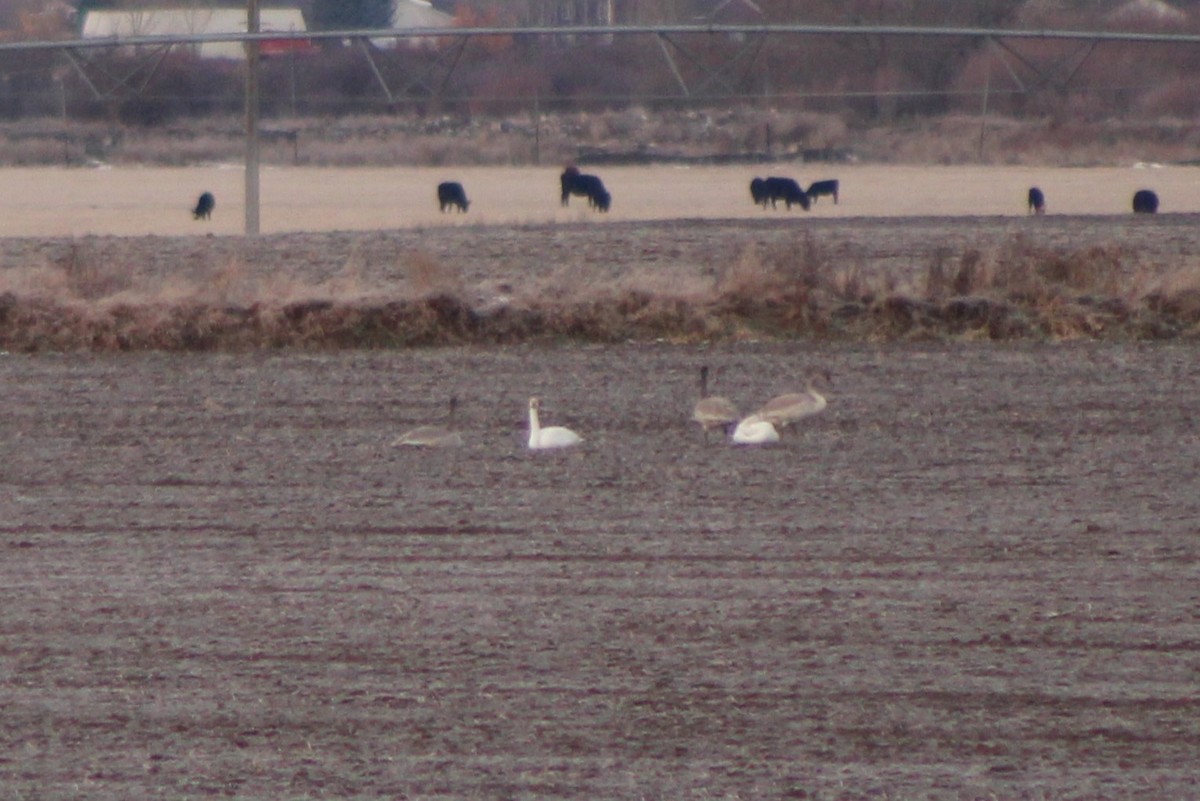 Trumpeter Swan - ML618787937