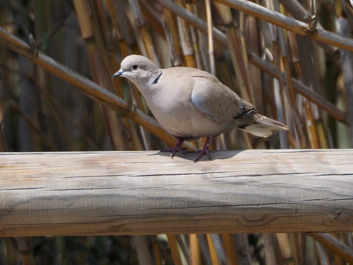 Eurasian Collared-Dove - Wendy Feltham