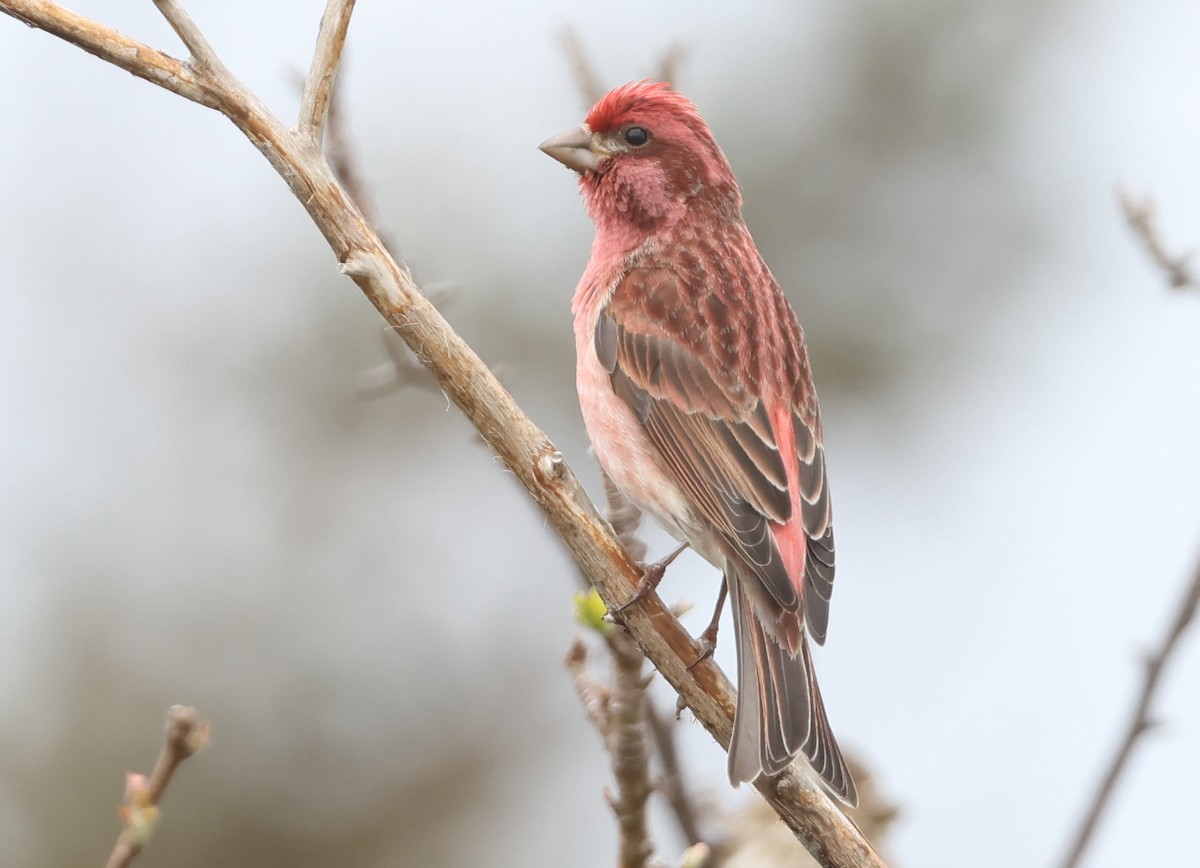 Purple Finch - Mark Dennis