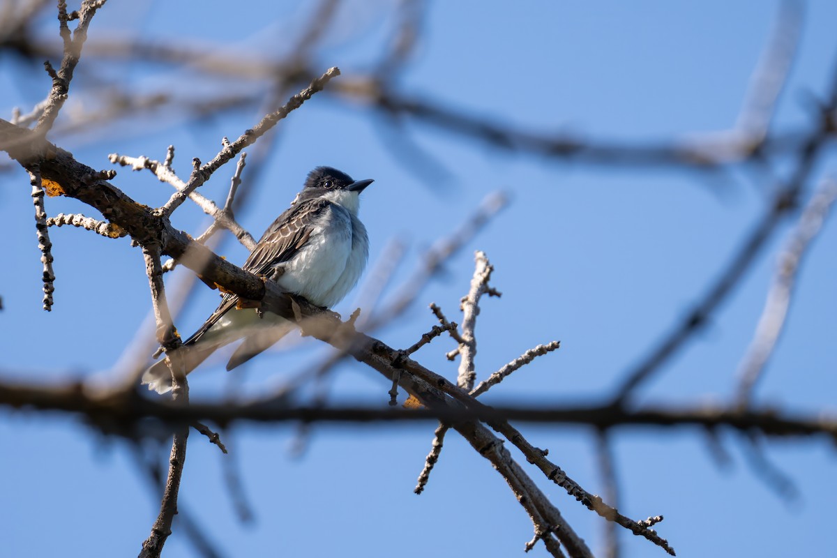 Eastern Kingbird - Matt Saunders