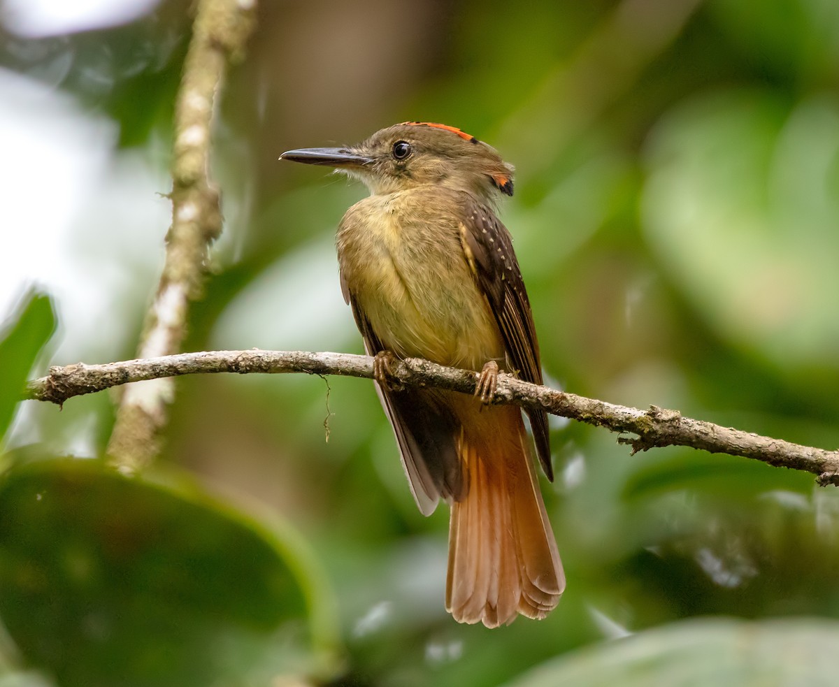 Tropical Royal Flycatcher - Ian Maton