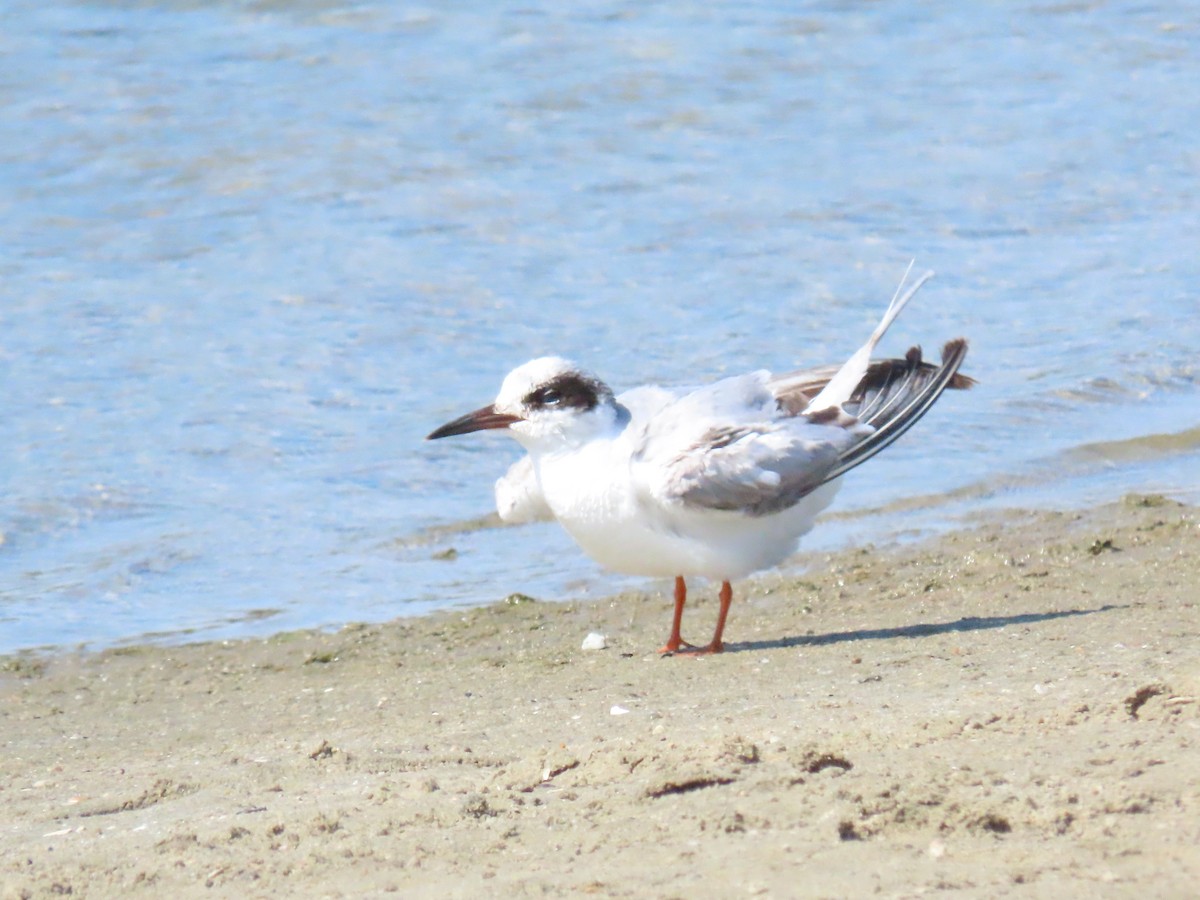 Forster's Tern - Nancy Salem