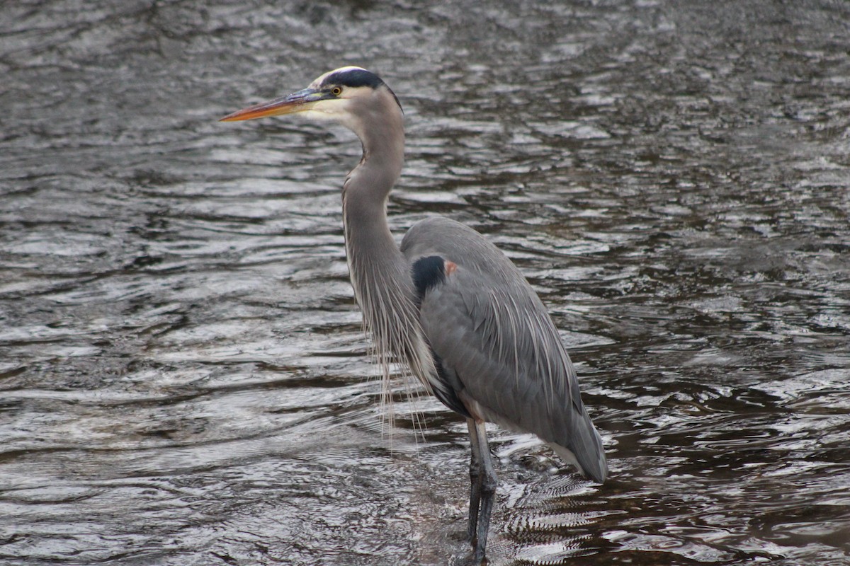 Great Blue Heron (Great Blue) - ML618788037