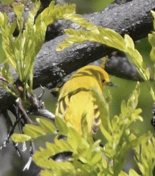 Yellow Warbler - John/Linda Mendoza