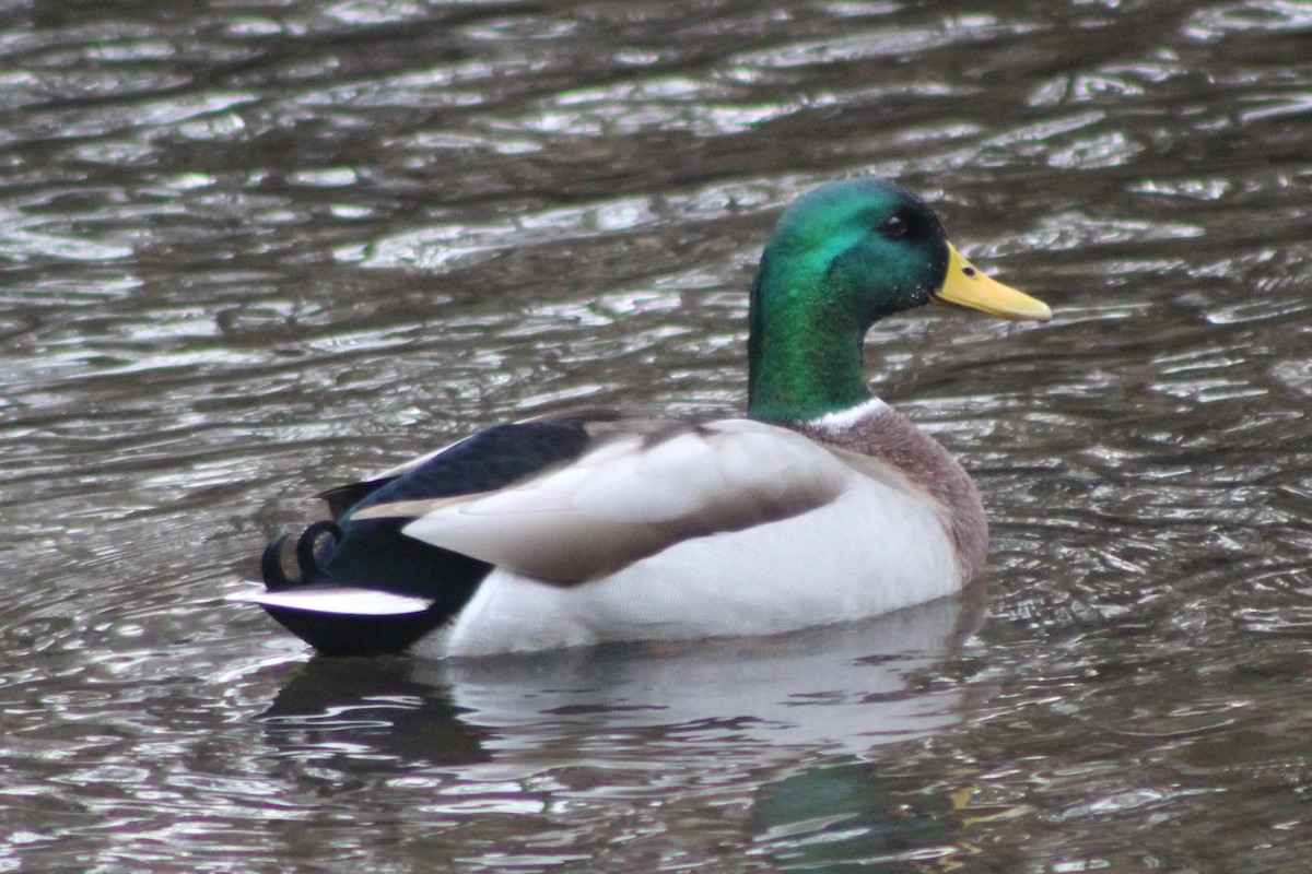 Mallard - Sean Cozart