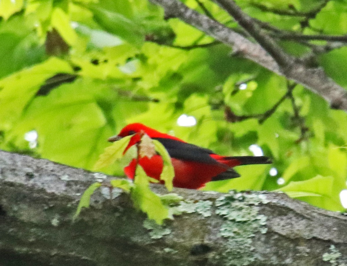 Scarlet Tanager - Tom Nolan