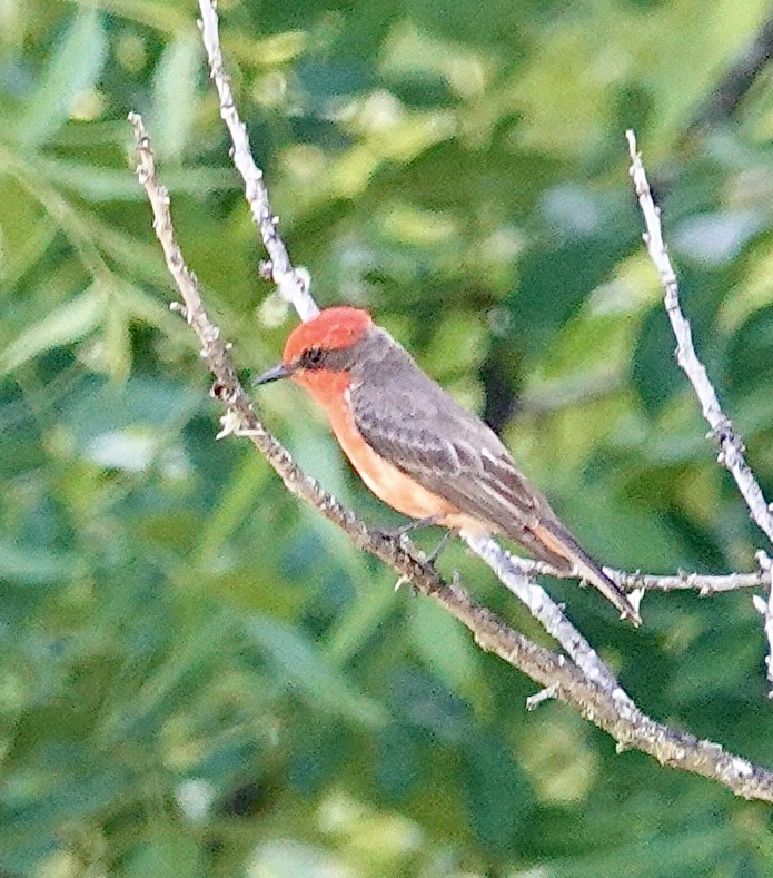 Vermilion Flycatcher - ML618788079