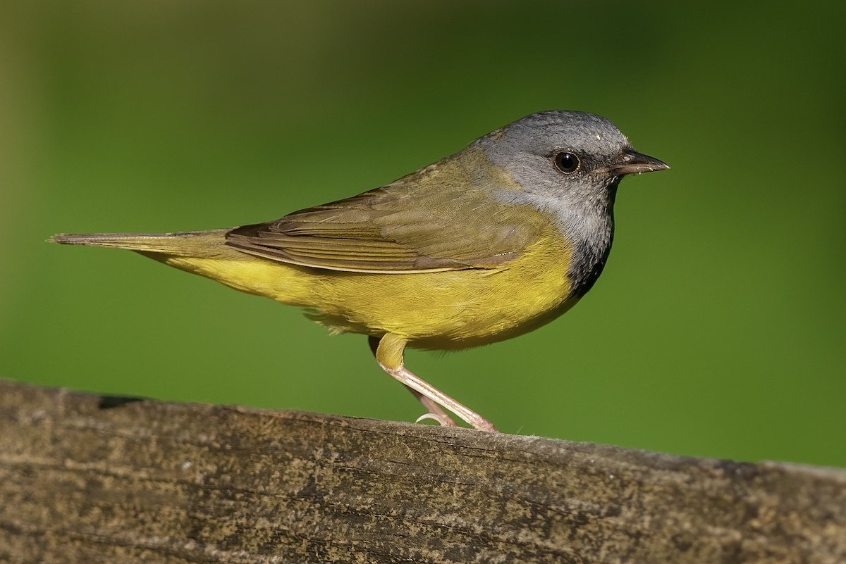 Mourning Warbler - Matt Felperin