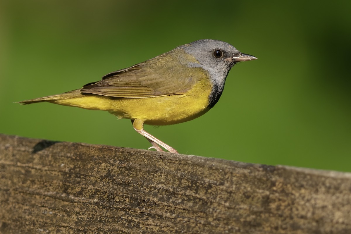 Mourning Warbler - Matt Felperin