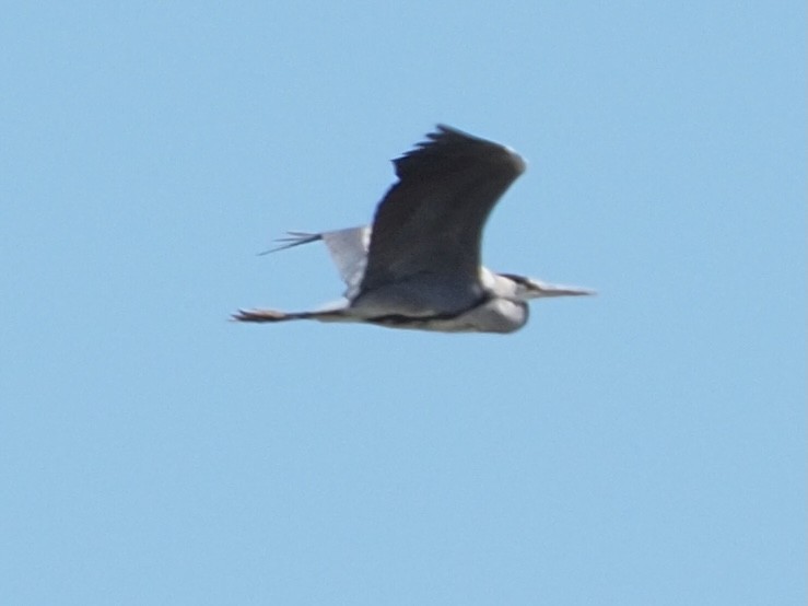 Gray Heron - Wendy Feltham