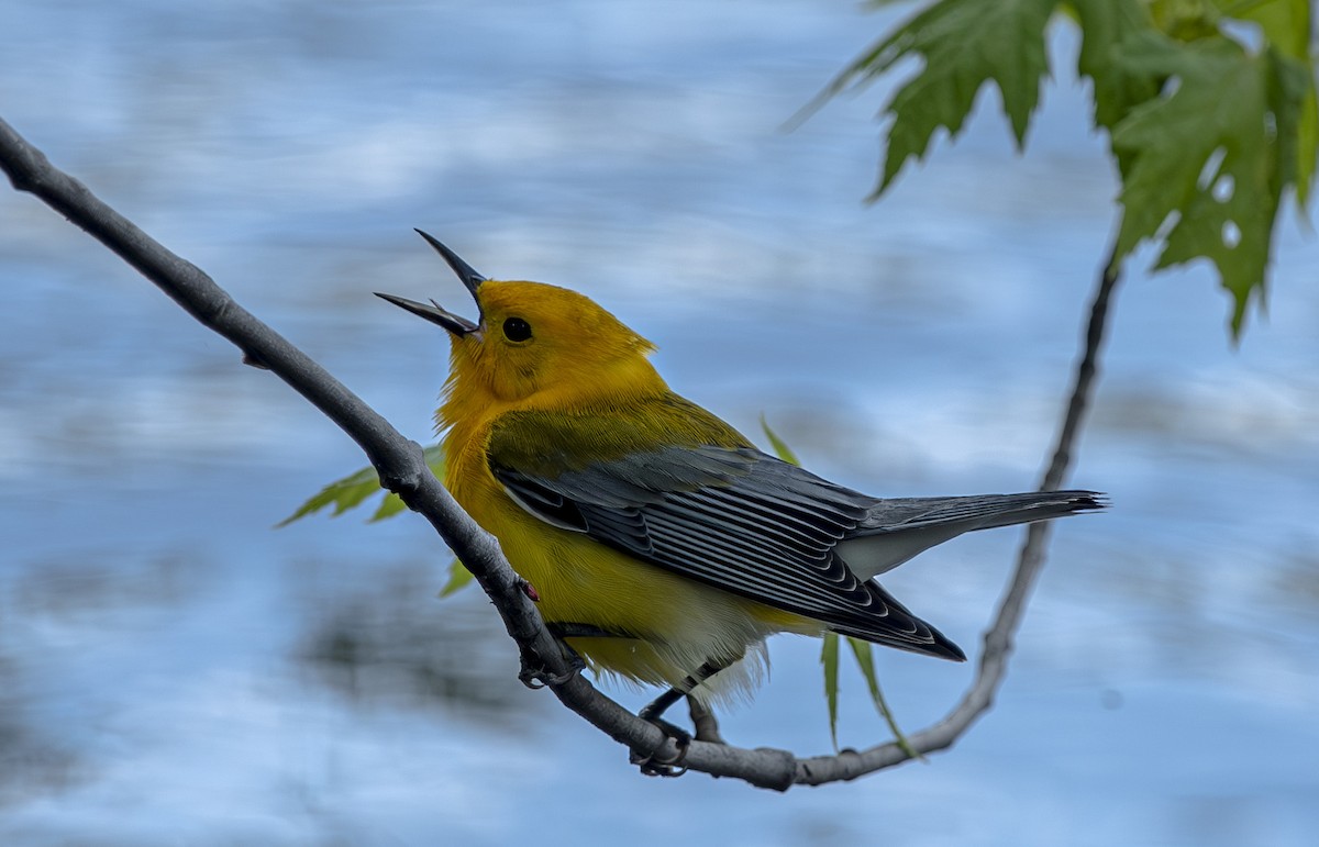Prothonotary Warbler - John Longhenry