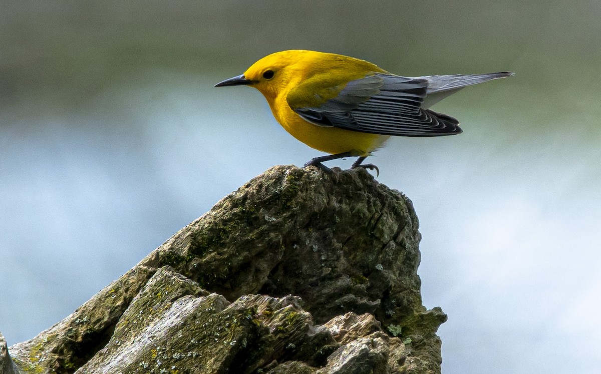 Prothonotary Warbler - John Longhenry