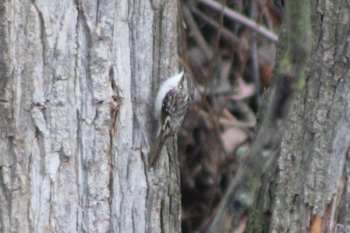 Brown Creeper - Sean Cozart