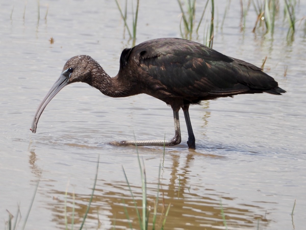 Glossy Ibis - Wendy Feltham